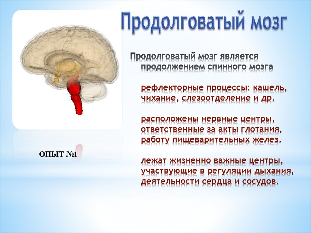 Продолговатый мозг презентация анатомия