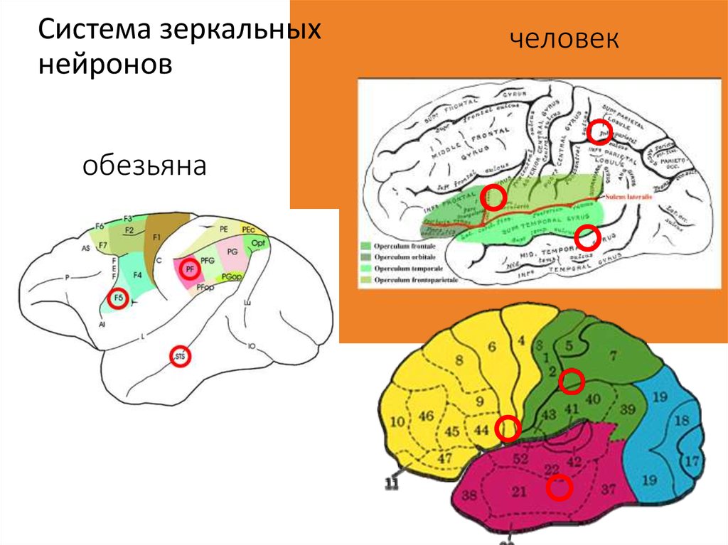 Зеркальные нейроны картинка