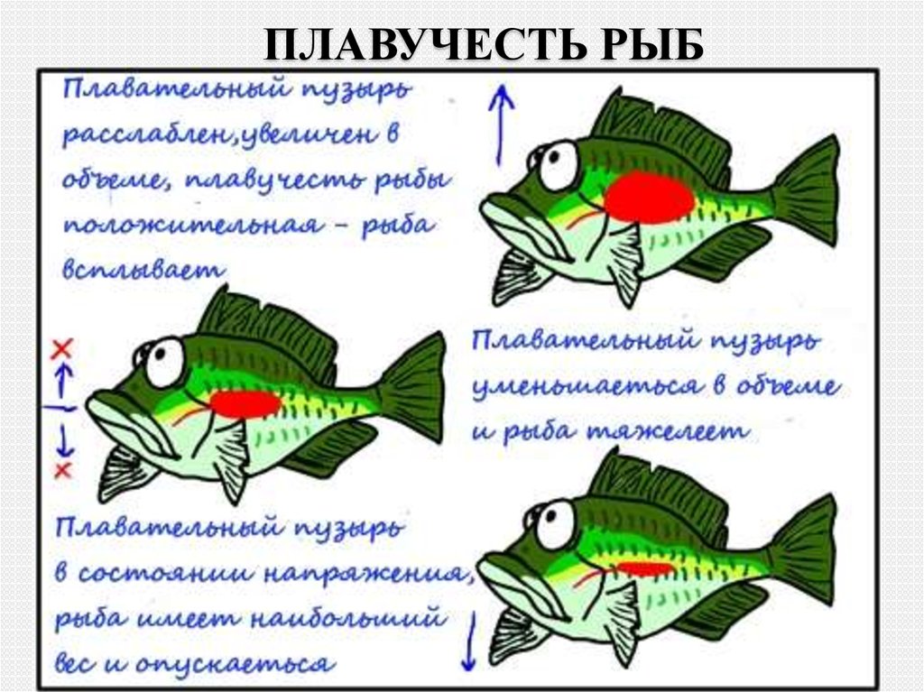 Пищеварительная система класса рыб