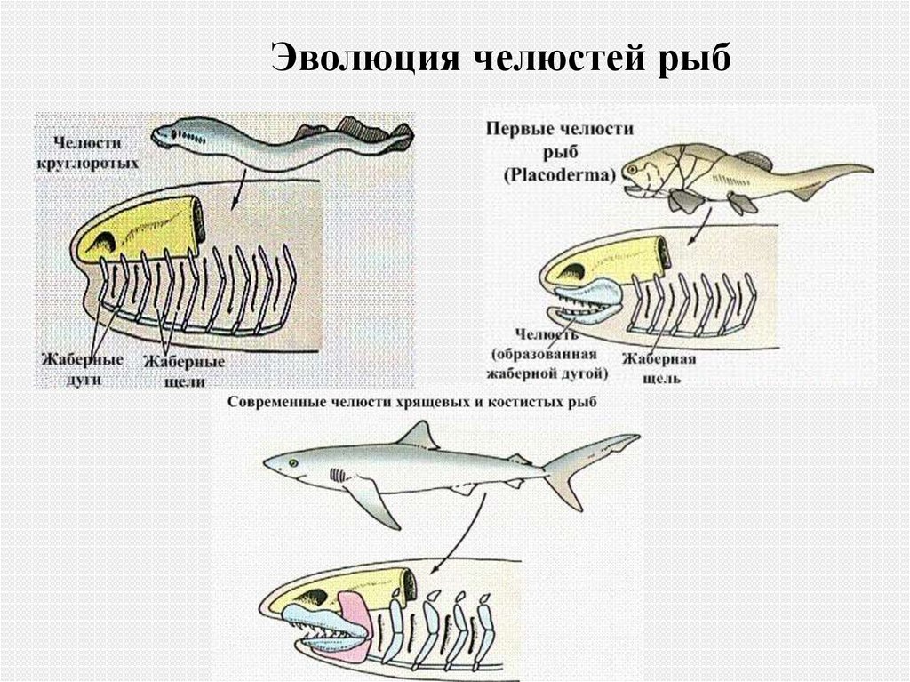 Появление челюстей у позвоночных