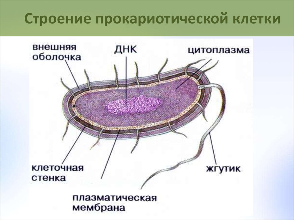 Бактерия строение клетки