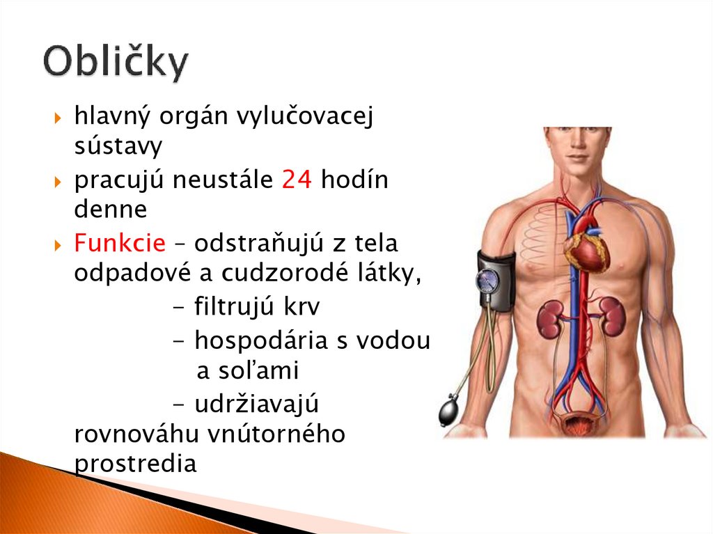 Obličky