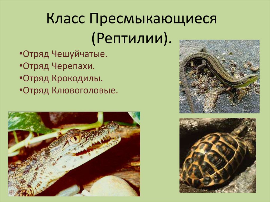 Представители чешуйчатых рептилий