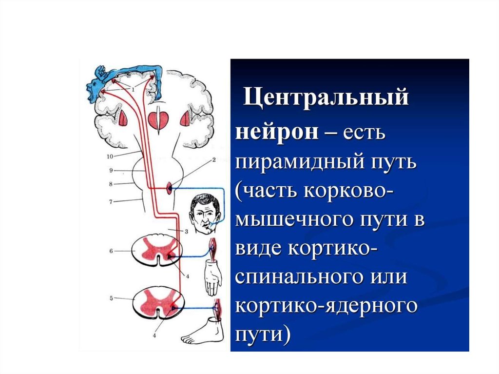 Функции двигательных импульсов. Корково-мышечный путь пирамидный. Корково мышечный путь неврология схема. Корково мышечный путь и пирамидный путь. Двигательный кортико-мускулярный путь.