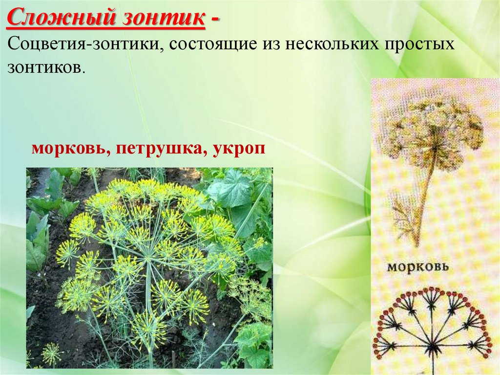 Простой зонтик растения. Соцветие простой зонтик. Сложный зонтик. Сложный зонтик биология. Сложные соцветия.