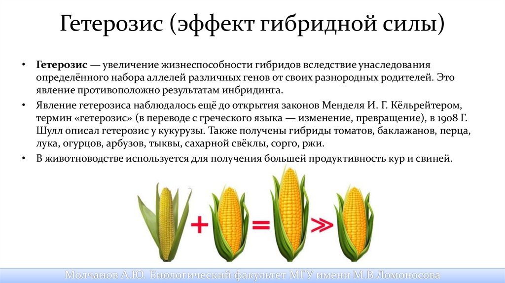 Гибрид это простыми словами. Гетерозис в селекции растений. Явление гетерозиса в селекции растений. Гетерозис кукурузы. Эффект гетерозиса.