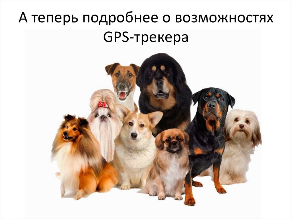 Купить собак разных