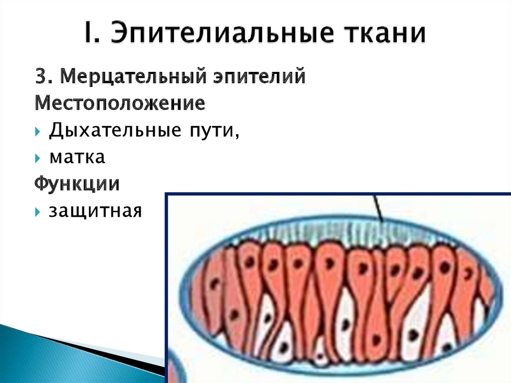 Мерцательный эпителий рисунок