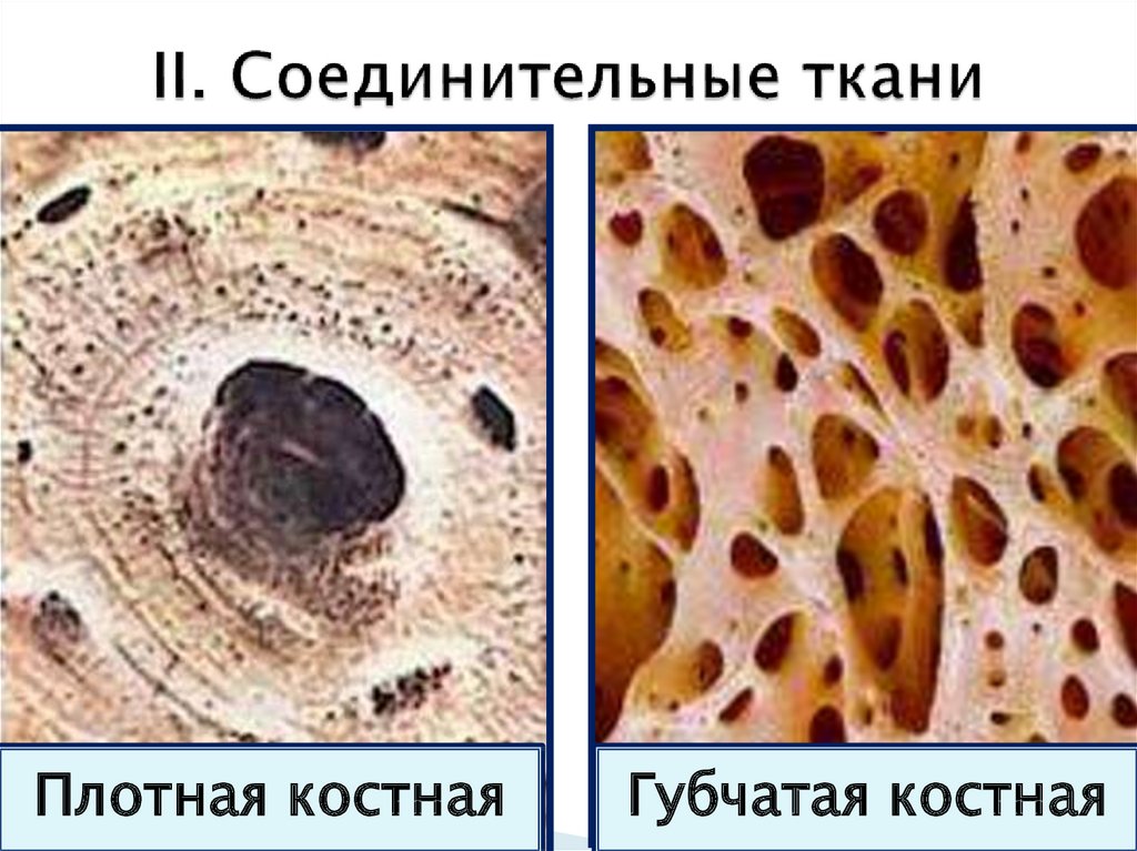 Рисунок компактное вещество кости