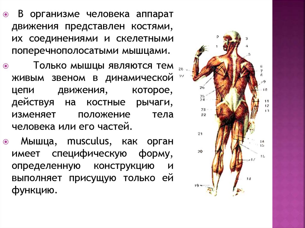 Главная функция мышцы. Мышцы на теле человека. Миология мышцы. Миология анатомия человека. Функции мышц в теле человека.