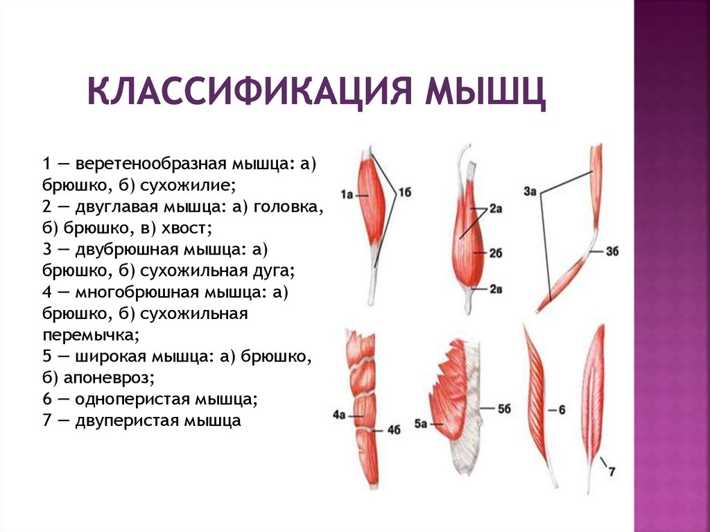 Направления мышц. Мышцы классификация строение функции. Классификация, строение и форма мышц. Классификация мышц по форме у животных. Классификация мышц человека анатомия.