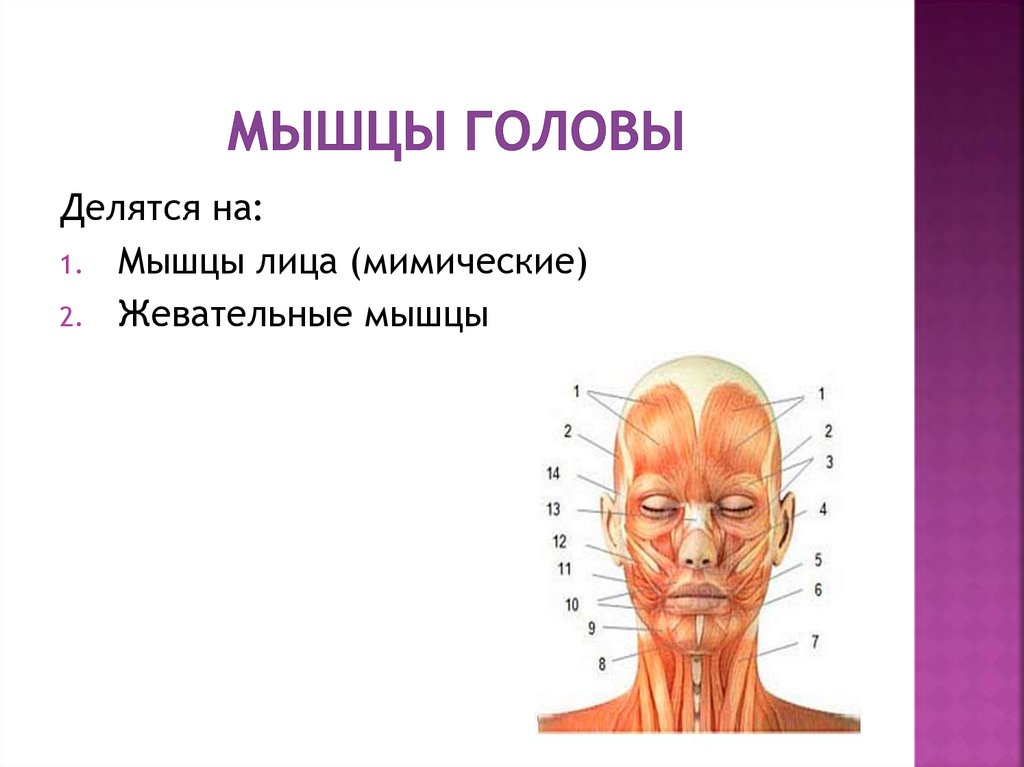 мышцы головы