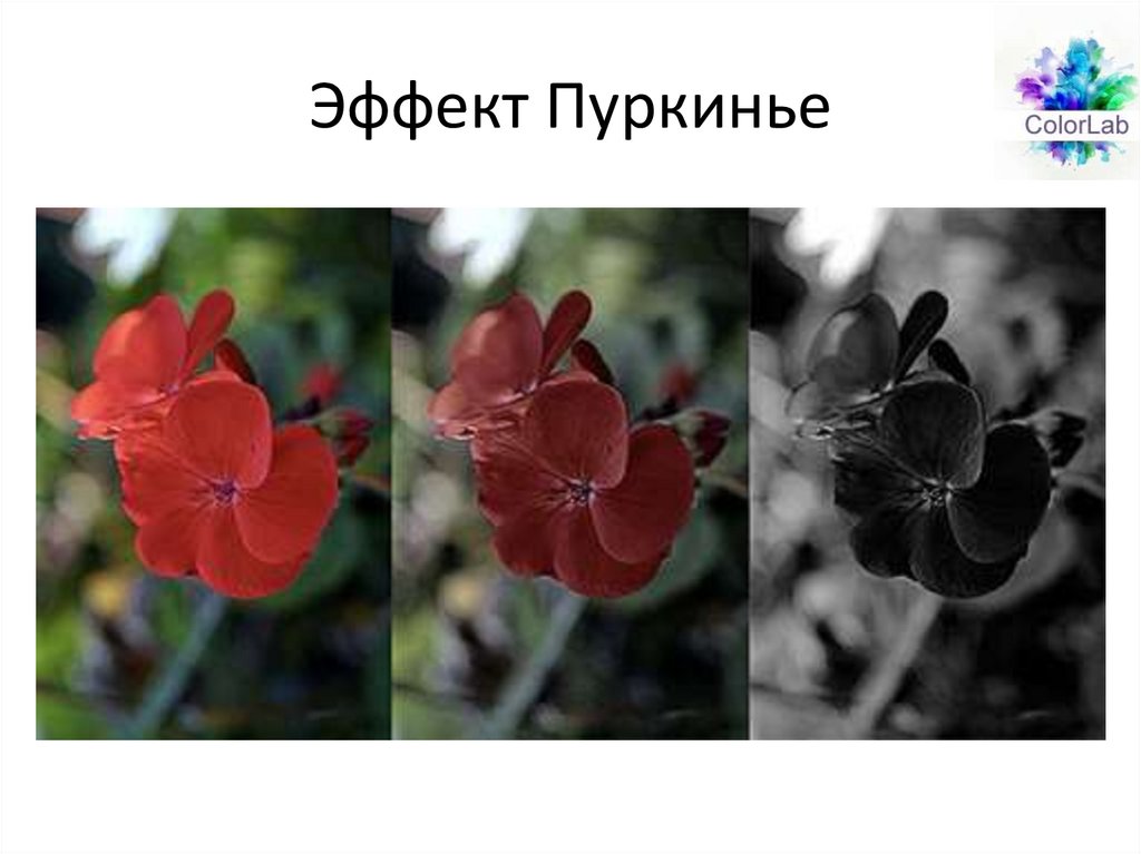 Эффект Пуркинье