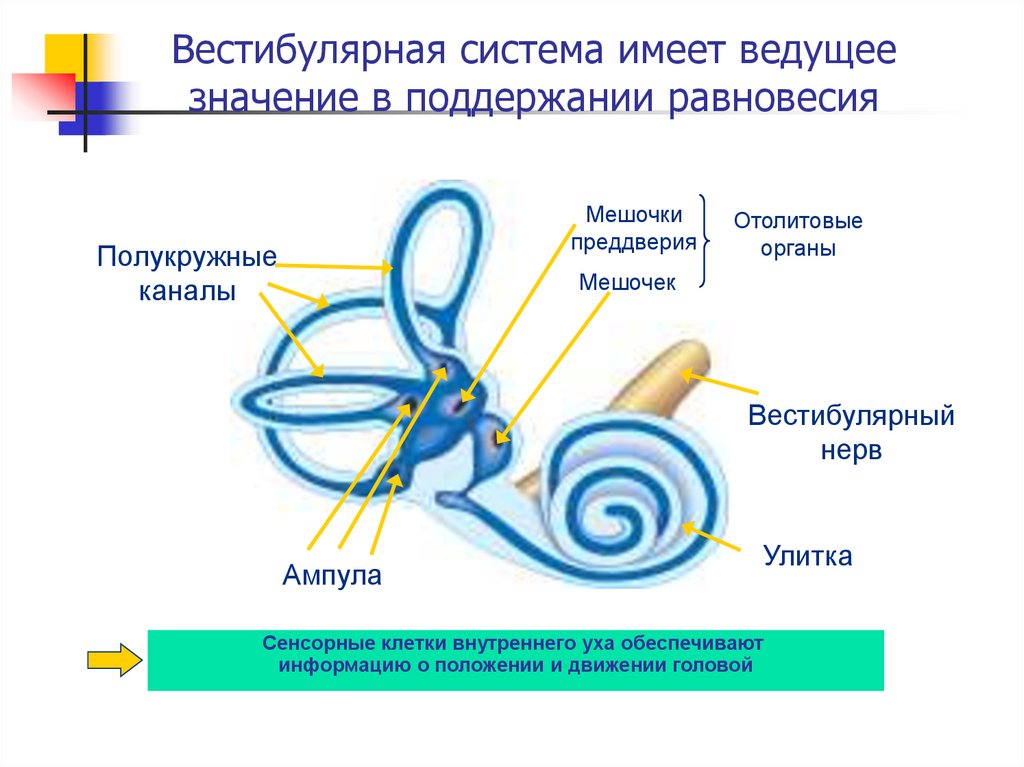 Орган равновесия строение и функции. Преддверие вестибулярного аппарата это мешочки. Мешочки вестибулярного анализатора. Вестибулярный анализатор внутреннее ухо. Вестибулярный аппарат внутреннего уха строение.