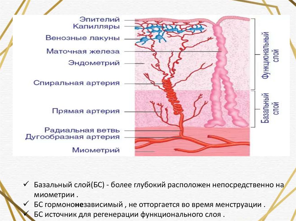 Эндометрий схема. Базальный и функциональный слой эндометрия. Спиральные артерии эндометрия. Спиральные артерии матки. Особенности строения эндометрия.