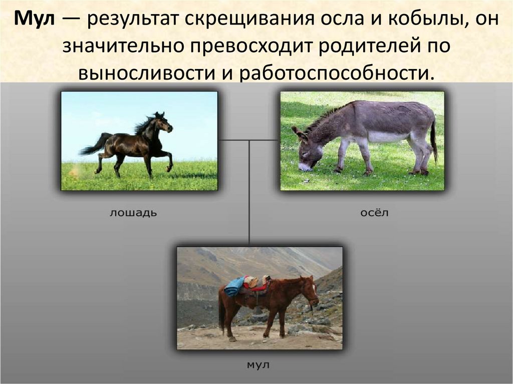 Гибриды межвидового скрещивания. Лошак это гибрид осла и лошади. Аутбридинг Лошак и мул. Отдаленная гибридизация мул Лошак. Лошак селекция.