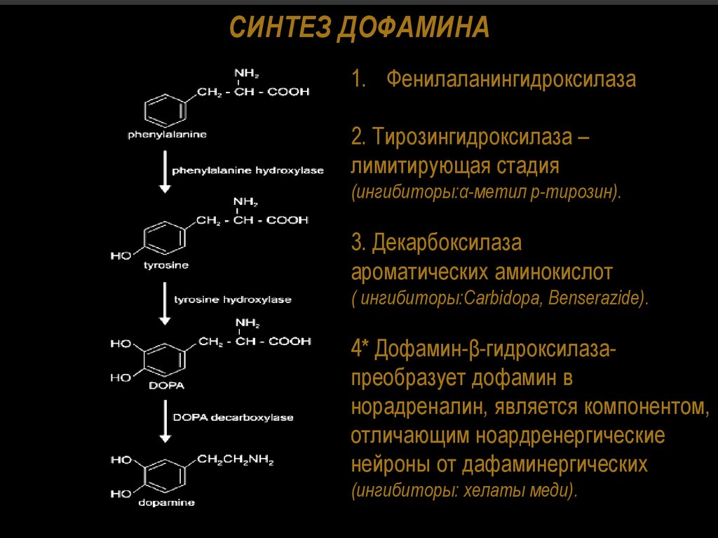 Адреналин образуется. Схема синтеза дофамина. Синтез дофамина из Дофа. Образование дофамина из тирозина. Синтез дофамина из тирозина.