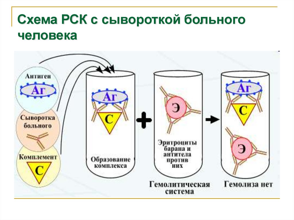 Схема постановки реакции связывания комплемента рск