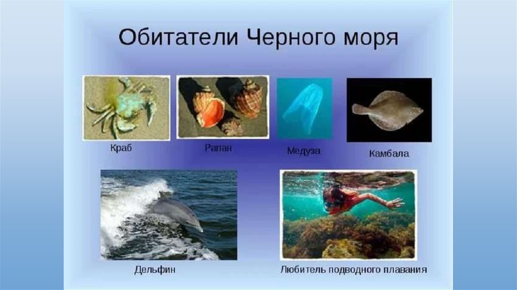 Морские обитатели черного моря картинки с названиями для детей