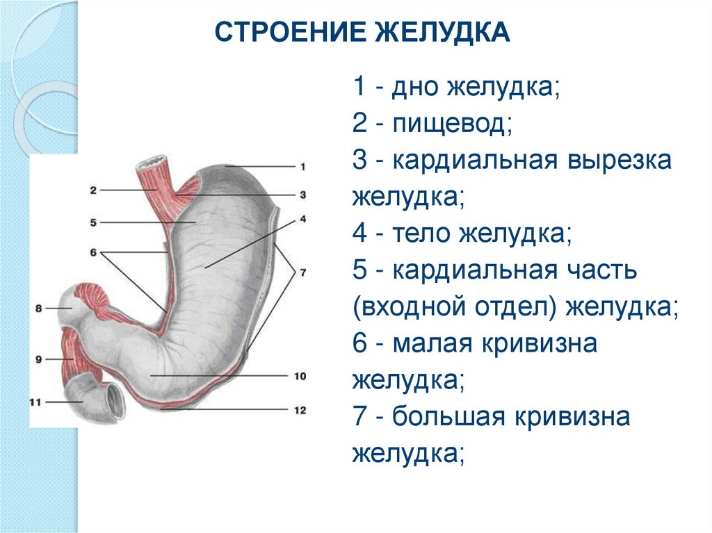 Внутреннее строение желудка. Анатомическое строение желудка человека. Строение и функции желудка кратко. Желудок человека строение рисунок анатомия. Схема наружного строения желудка.