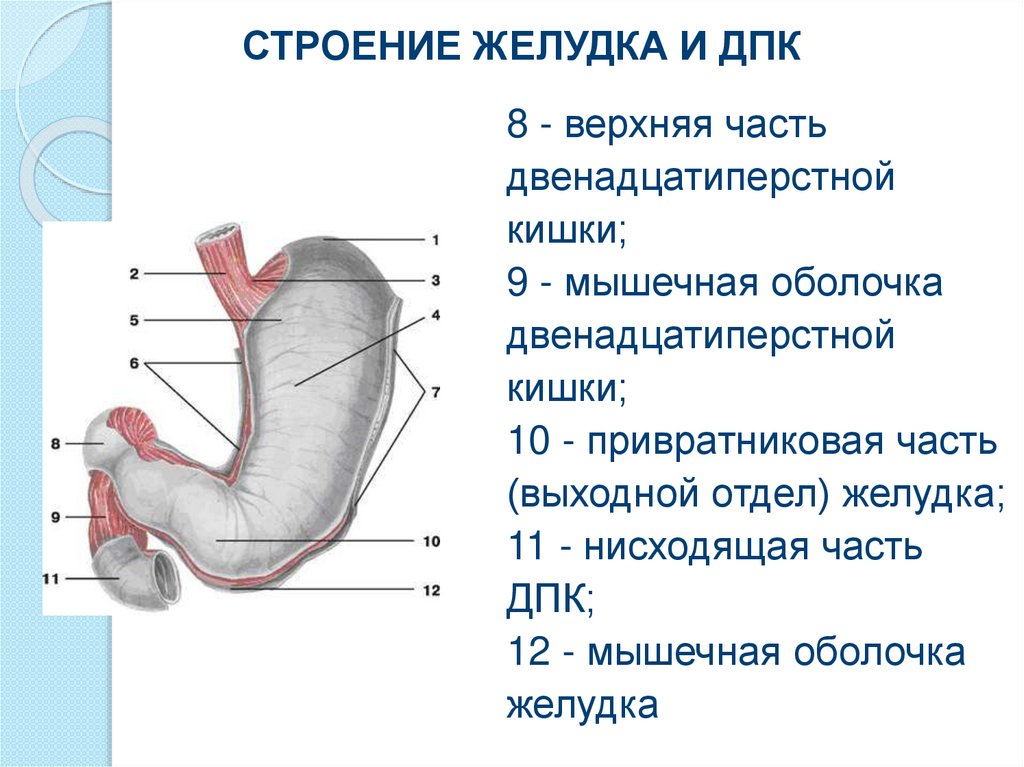 Нижняя часть желудка. Строение 12 перстной кишки и желудка. Отделы отделы двенадцатиперстной кишки анатомия. Строение желудка и 12 перстной кишки анатомия. Строение желудка человека и 12перстной кишки.