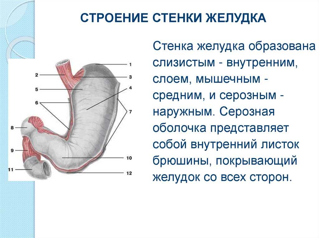 Функция оболочек желудка. Желудок стенка строение и строение. Строение серозной оболочки желудка. Строение стенки желудка анатомия. Мышечный слой стенки желудка анатомия.