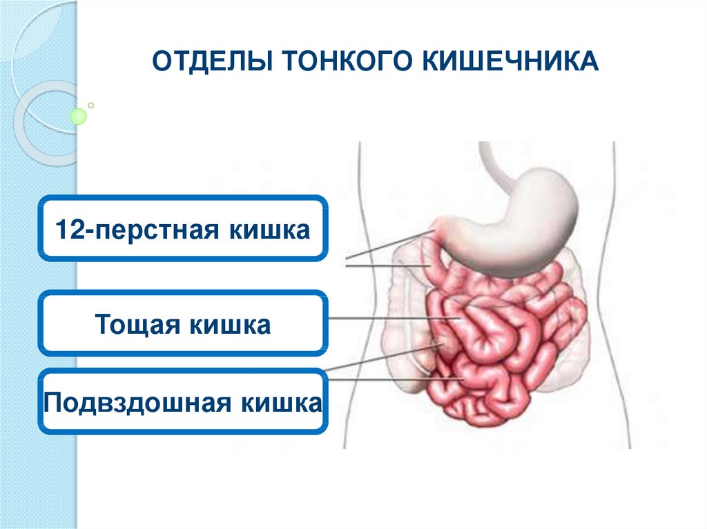 Тощая кишка рисунок