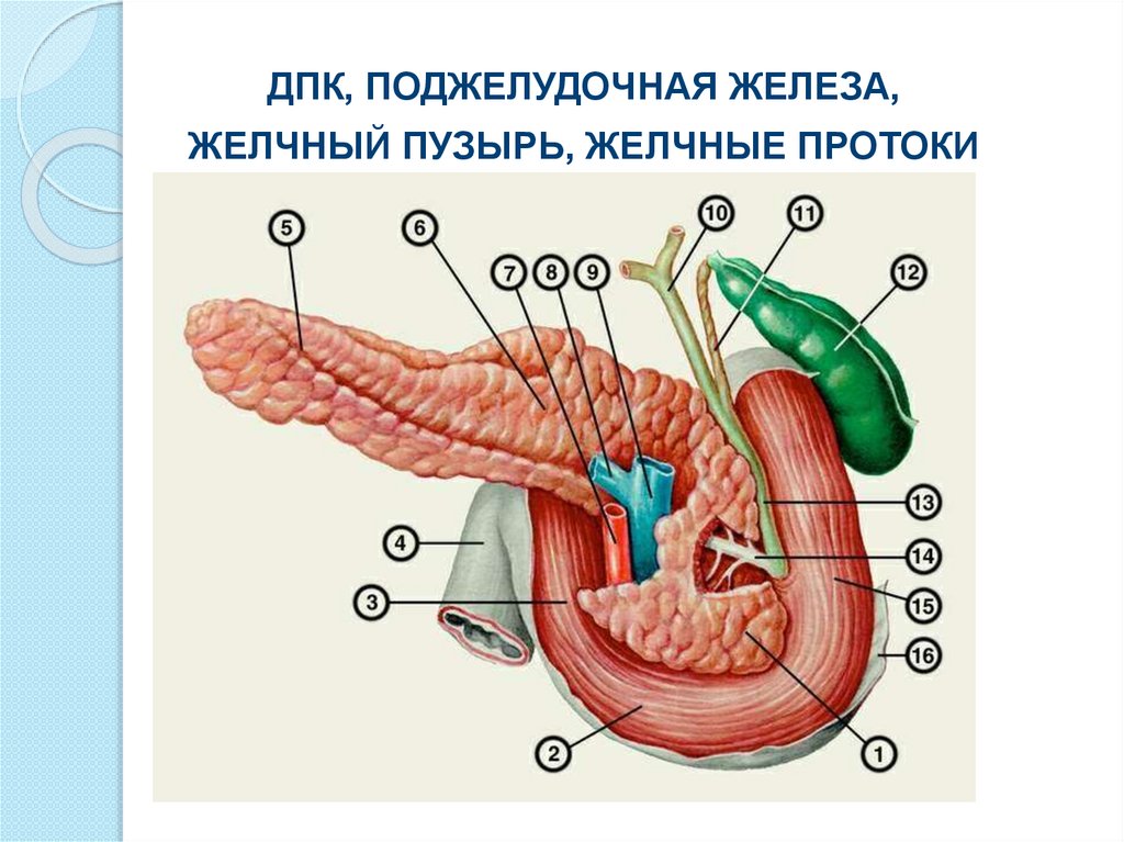 Структура поджелудочной железы