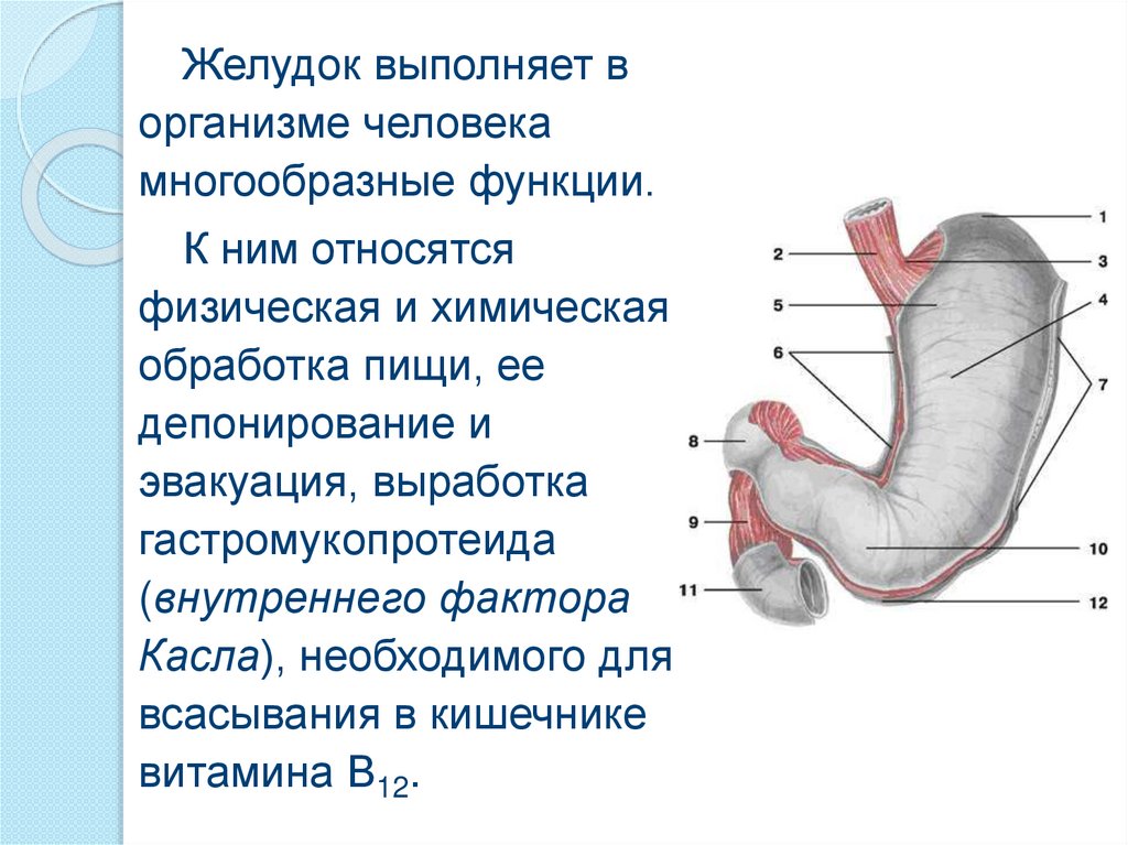 Желудок функция отдела. Желудок выполняет функции. Организм человека желудок. Желудок анатомия человека.