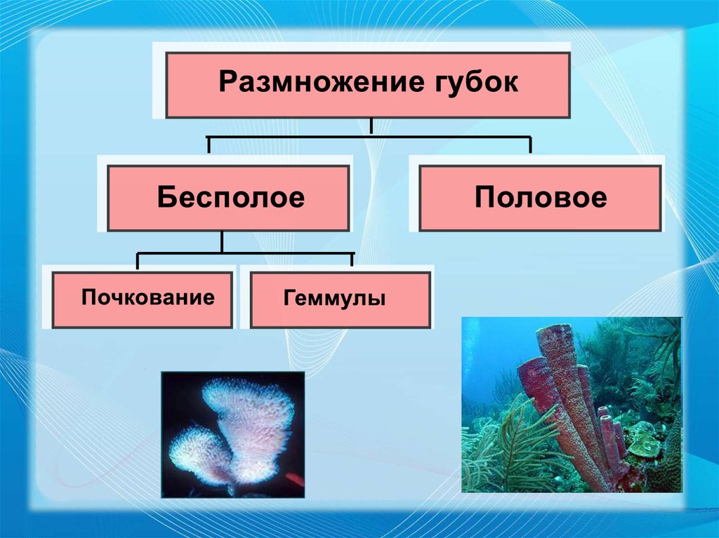 Название губок. Многоклеточные животные. Беспозвоночные. Тип губки.. Губки многоклеточные животные классификация. Тип губки. Тип губки представители.