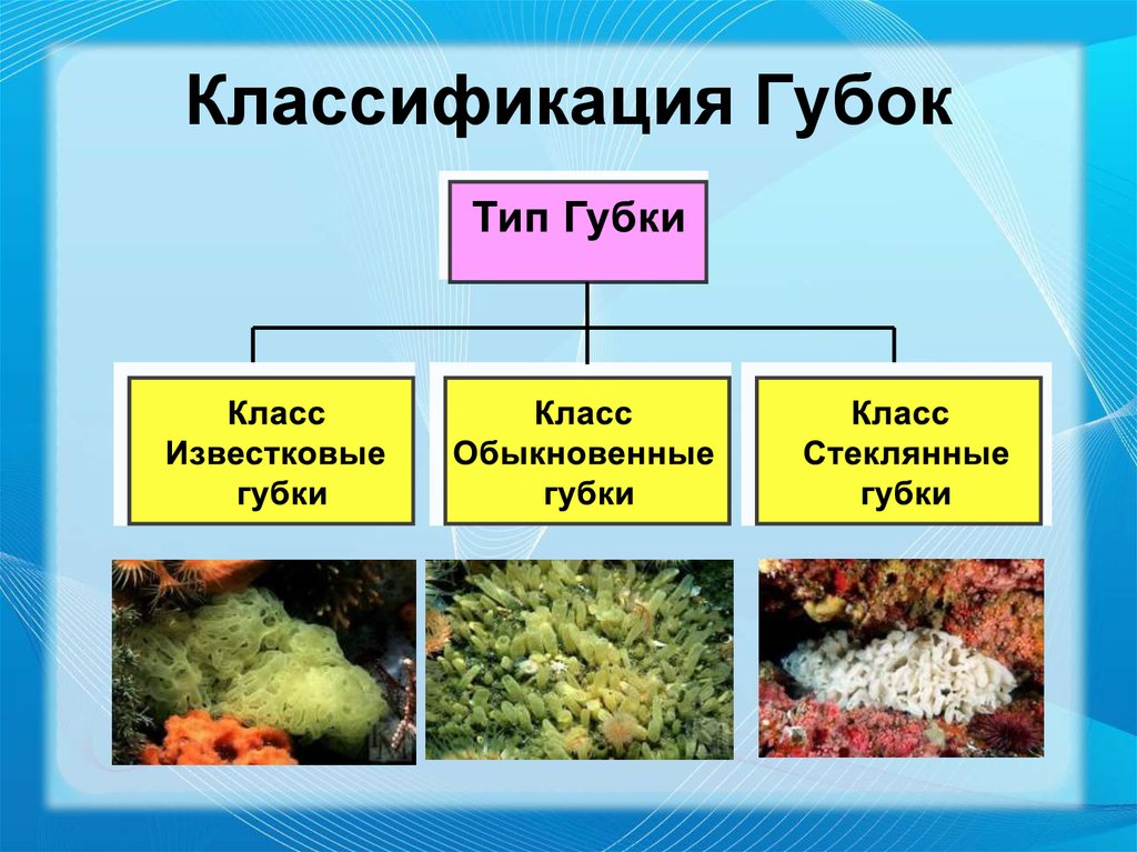 Биология 7 класс тип. Систематика губок таблица. Тип губки классификация. Тип губки систематика. Тип губки биология.