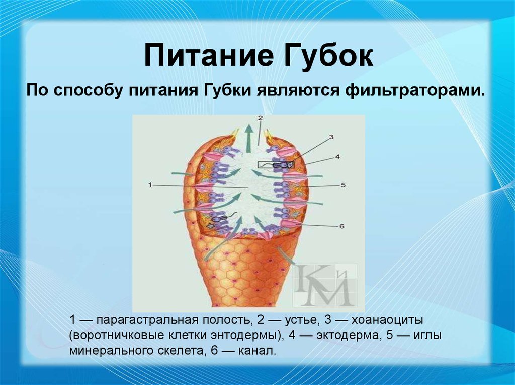 Схема питания губки