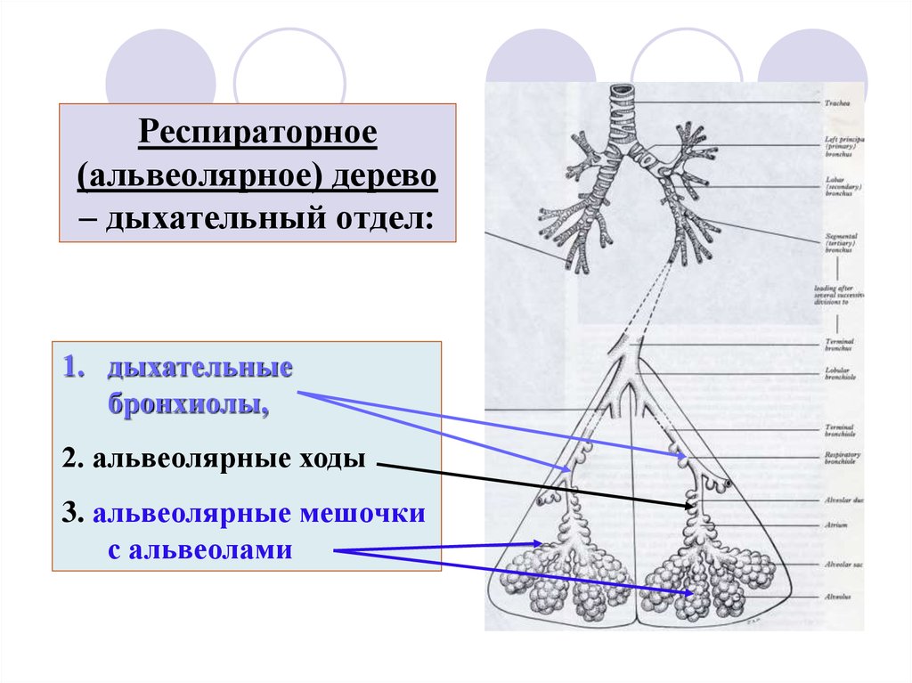 Альвеолярные легкие характерны для. Схема бронхиального и альвеолярного дерева. Бронхиальное дерево и ацинус. Бронхиальное и альвеолярное дерево. Схема строения альвеолярного дерева.