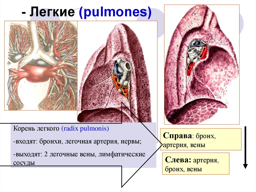 Органы корня легкого. Строение лёгких человека корень легкого. Корень лёгкого строение анатомия. .Корень легкого (Radix pulmonis). Элементы корня правого легкого.