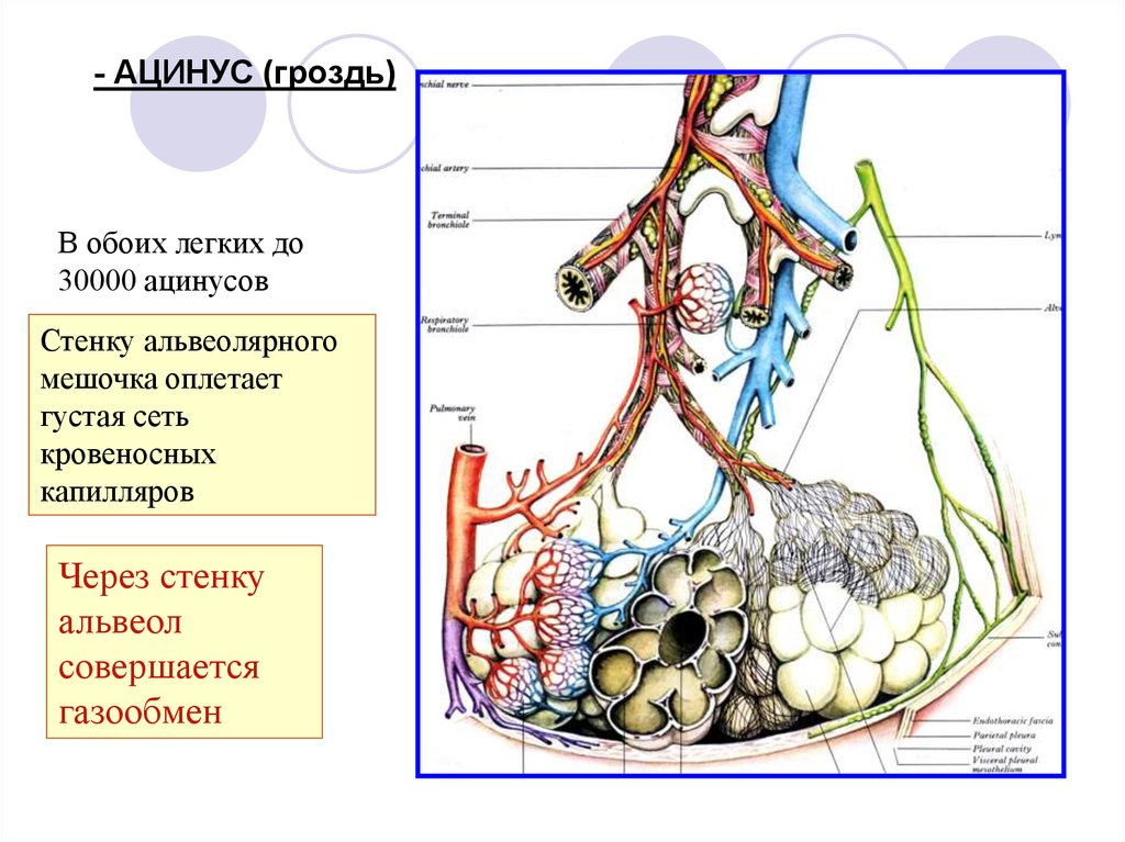 Капилляры и альвеолы легких функции. Ацинус и альвеолы. Бронхиальное дерево с альвеолами. Ацинус анатомия. Структура легкого ацинус.