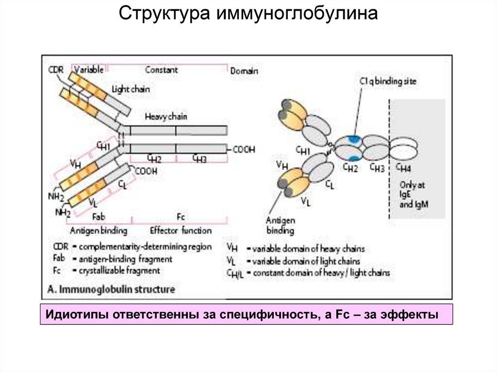 Что значит иммуноглобулин общий. Структура иммуноглобулинов иммунология. Схема молекулы иммуноглобулина g микробиология. Структура иммуноглобулина iga. Структура иммуноглобулинов иммунология схема.