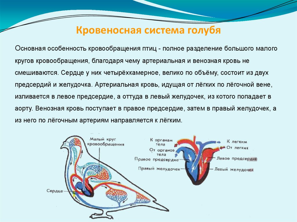 Какой тип кровеносной системы характерен для дафнии. Кровеносная система птиц 7 класс биология. Схема строения кровеносной системы птиц. Кровеносная система птиц кратко. Кровеносная система птиц 7 класс схема.