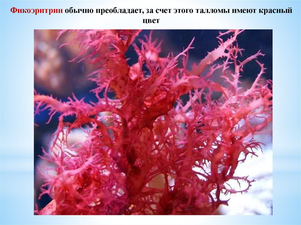 Красной водорослью является. Красные водоросли фикоэритрин. Красные водоросли багрянки. Фикоэритрин у водорослей. Одноклеточные багрянки.