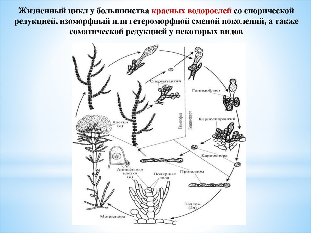 Схема жизненного цикла водоросли