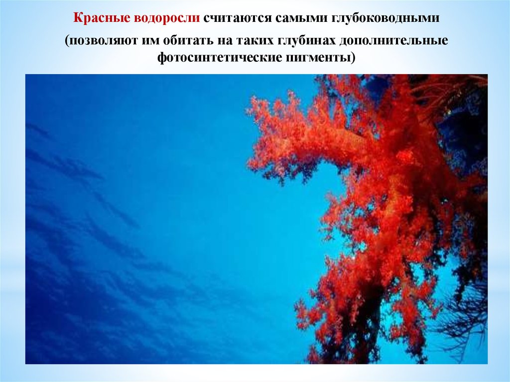 Красной водорослью является. Презентация красные водоросли багрянки. Красные водоросли багрянки. Красные водоросли глубина обитания. Глубоководная красная водоросль.