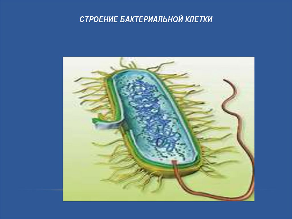 Рисунок бактерии 5 класс. Модель бактериальной клетки 5 класс биология. Схема строения бактериальной клетки без подписей. Бактериальная клетка 5 класс биология. Строение бактерии.