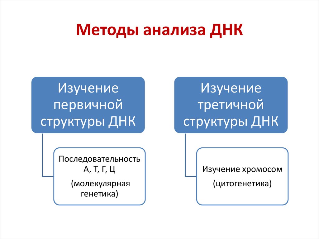 Структурный элемент гена