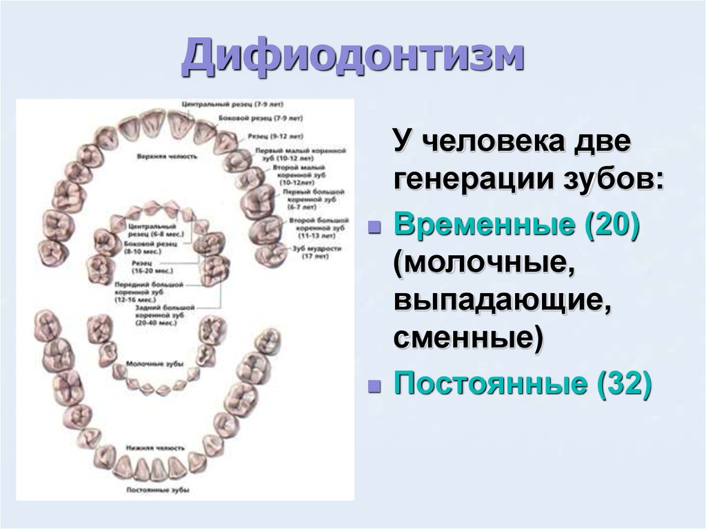 Как растут коренные зубы у детей схема фото