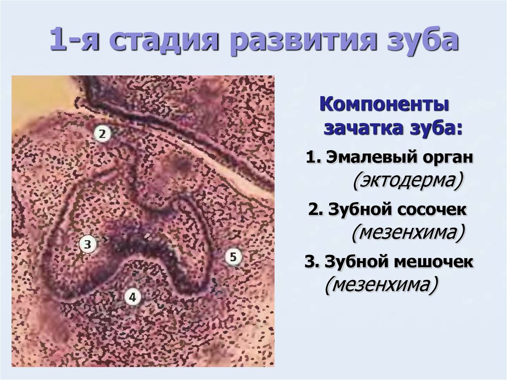 Развитие зуба презентация