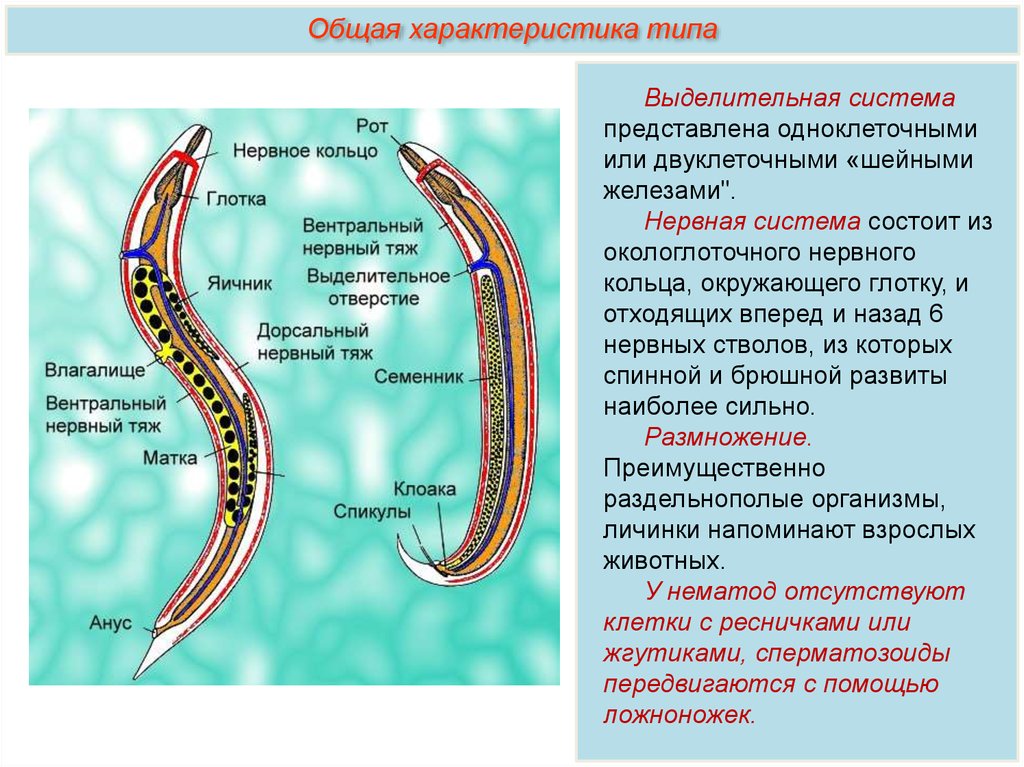 Platyhelminthes dan nemathelminthes ppt, Planaria a férgek megelőzése az emberekben fórum