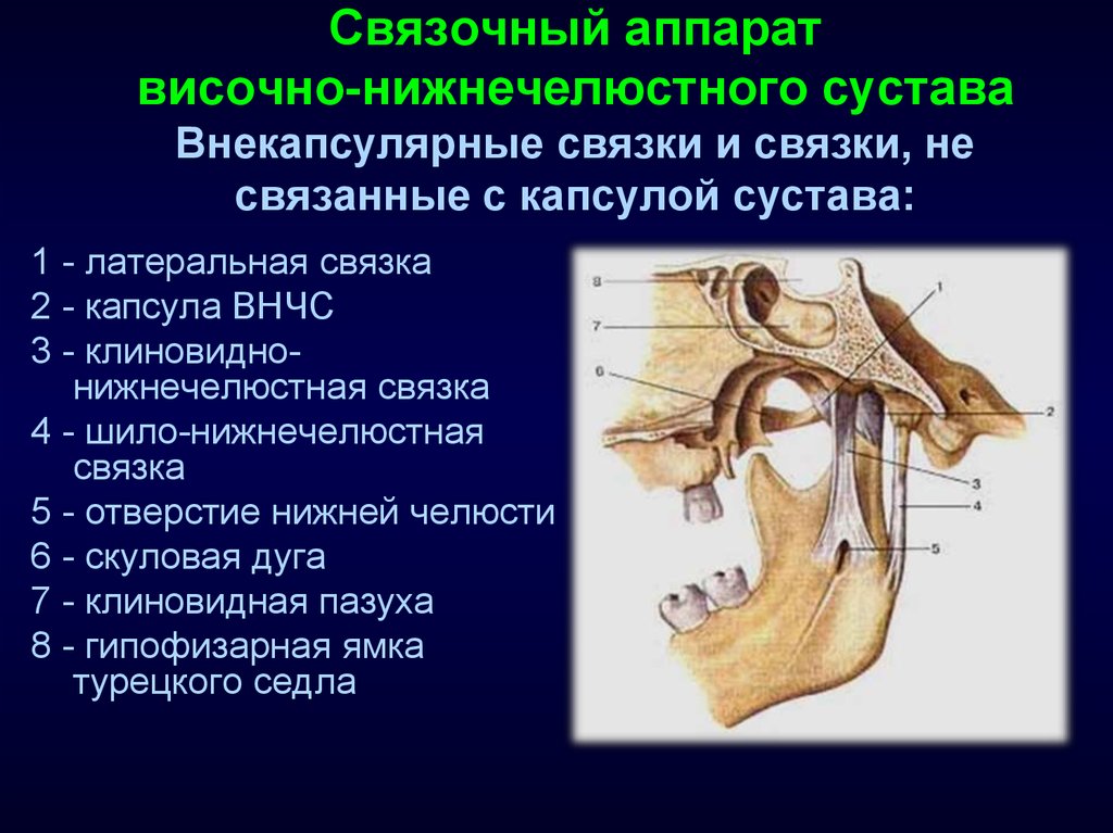 Височно нижнечелюстной сустав фото