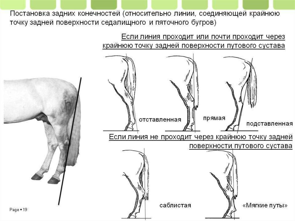 Огэ по биологии 9 класс лошадь. Постав конечностей лошади сбоку. Постановка задних конечностей. Постановка задних ног лошади.