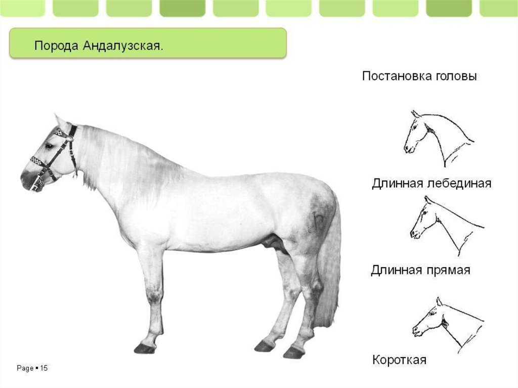 Рассмотрите фотографию коричневой лошади с черными. Форма головы лошади. Форма головы лошади по профилю. Постановка головы лошади. Задание по биологии с лошадью.