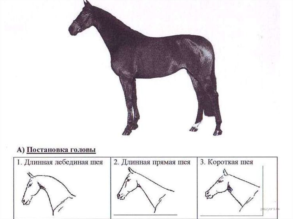Рассмотрите фотографию коричневой лошади с черными. Рассмотрите фотографию лошади породы Вестфальская. Форма головы лошади по профилю. Вестфальская лошадь форма головы. Постановка задних конечностей у лошади.
