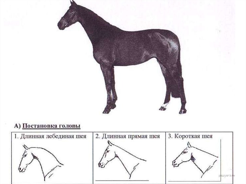 Выберите характеристики соответствующие строению. Рассмотрите фотографию лошади породы Вестфальская. Форма головы лошади по профилю. Форма головы у вестфальской лошади. Лошади породы Вестфальская шея.